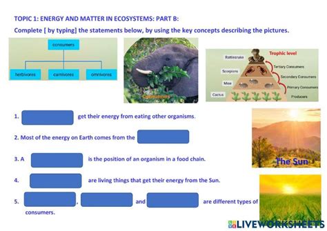 Energy Flow In An Ecosystem Worksheet