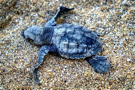 How To Release Sea Turtles In Bali Kuta Sanur