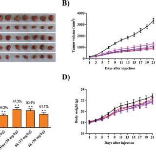 In Vivo Antitumor Effect Of K In H Liver Cancer Xenograft Mouse