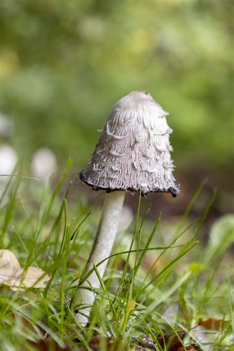 Champignon En Forme De Cloche Sauvage D Encre Du Plafond De C Ne Photo