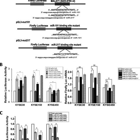 Mir 101 And Mir 217 Regulate Malat1 Rna Expression In A Download Scientific Diagram