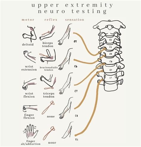 Dermatomes Myotomes Poster X Porn Sex Picture Hot Sex Picture