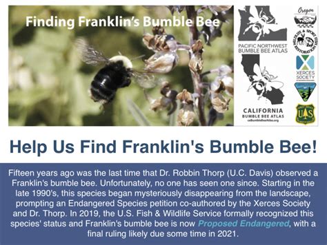 Franklins Bumble Bee The Tourist Trail