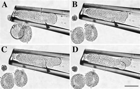 Cleavage furrow formation in a cylindrical, Δ90-arrested cell. One... | Download Scientific Diagram