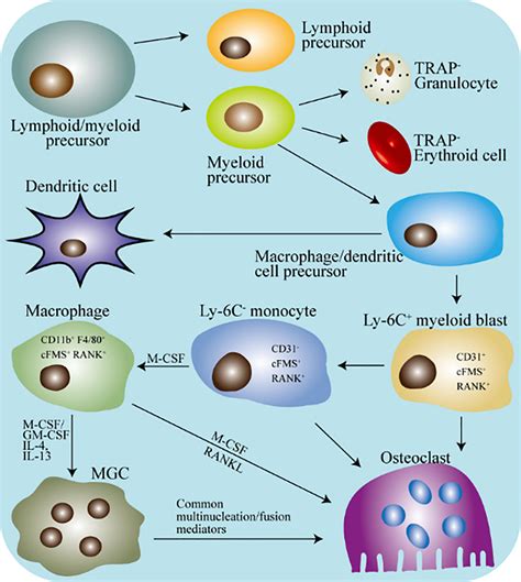 List 99 Pictures Which Bone Cell In The Diagram Below Is An Osteoclast