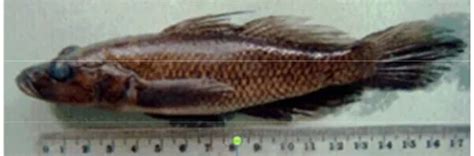 Reproduksi Ikan Endemik Butini Glossogobius Matanensis Weber