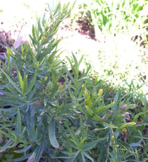 How To Grow Tarragon Dengarden