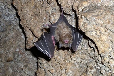 chauve-souris