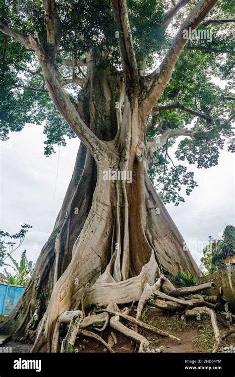 Rbol De Algod N Antiguo Gigante O Kapok Ceiba Pentandra En El Pueblo