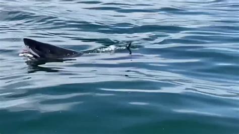 Central Coast Biologist Encounters Great White Shark Feasting Near Avila Beach