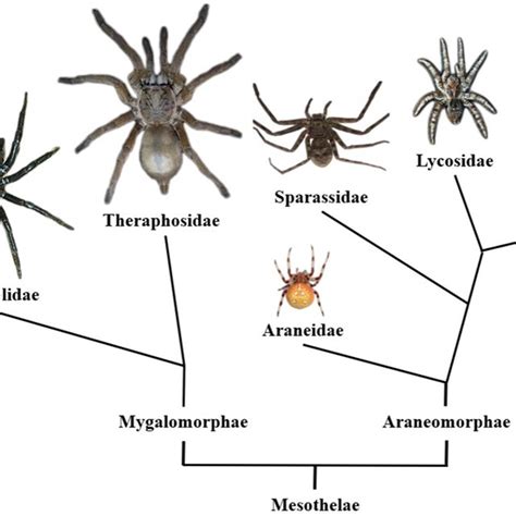 The morphological structure of H. venatoria venom glands. | Download ...