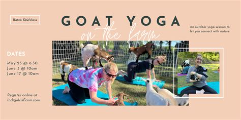 Baby Goat Yoga - Indigo Iris Farm