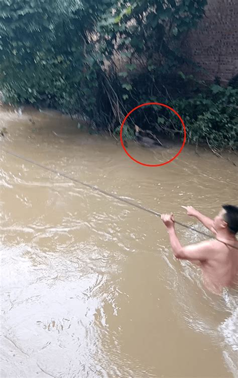 惊魂一幕！湖南8岁男童河边玩耍，被狗吓得不慎坠河！危急时刻李德顺陈国治落水