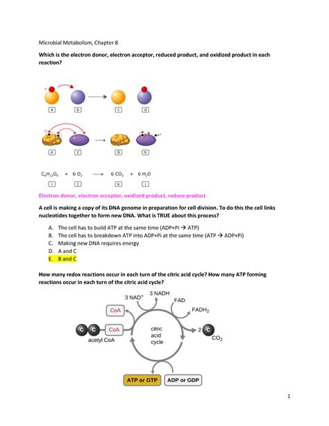 Chp Metabolism Worksheet Microbial Metabolism Chapter Which Is