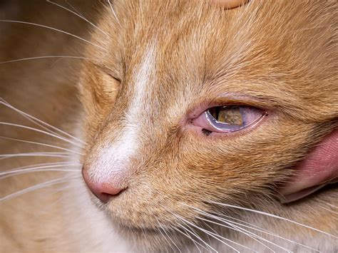 Enfermedades De Los Gatos Cuidados Para El Gato Enfermedad Del Gato