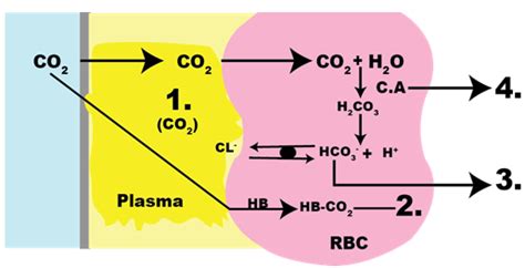 5 Of Co 2 Is Dissolved In I  Another Form In Which Co 2 Is Transported Is When It Combines