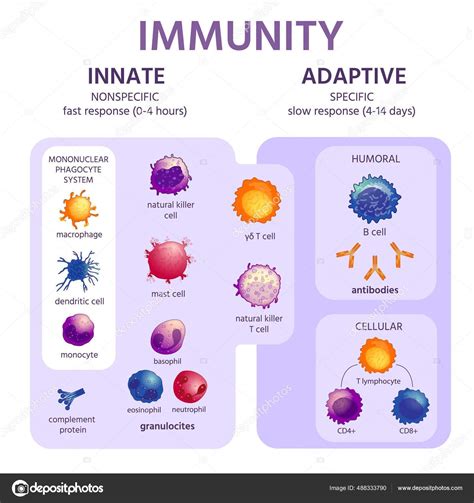 Innate And Adaptive Immune System Immunology Infographic With Cell