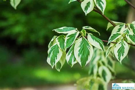 Top 14 Red Twig Dogwood Varieties (With Photos)