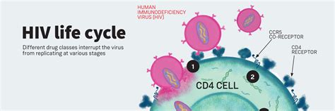 Hiv Life Cycle Positively Aware