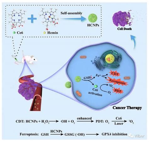 Vilber应用自组装卟啉纳米药物作为单一治疗剂用于癌症协同治疗：一石三鸟之计 国内聚焦 生物在线 Lab On Web