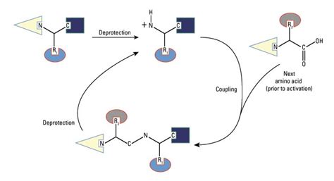 Peptide Synthesis Thermo Fisher Scientific Us