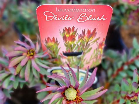 Leucadendron Salignum Devils Blush Wholesale Nursery Nurseries In