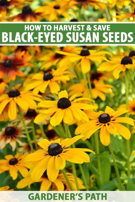 How To Harvest And Save Black Eyed Susan Seed Gardeners Path