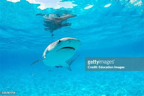 Tiger Shark Hawaii Photos and Premium High Res Pictures - Getty Images