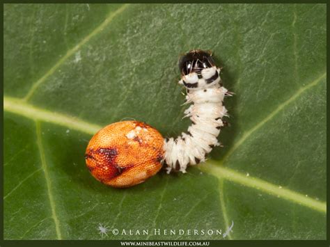 Hercules, the moth of myth - Minibeast Wildlife