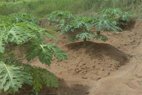 8 Tahap Penting Dalam Budidaya Pepaya Infoagribisnis