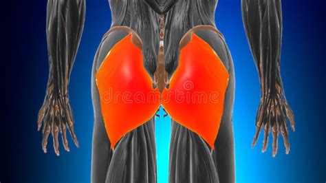 Gluteus Maximus Muscle Anatomy For Medical Concept 3d Stock Illustration Illustration Of