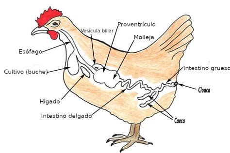 C Mo Se Aparean Las Gallinas Una Explicaci N Detallada Gallinas