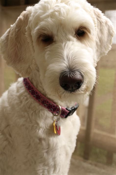 Nova the golden doodle with her super short hair. | Dog haircuts, Goldendoodle haircuts ...