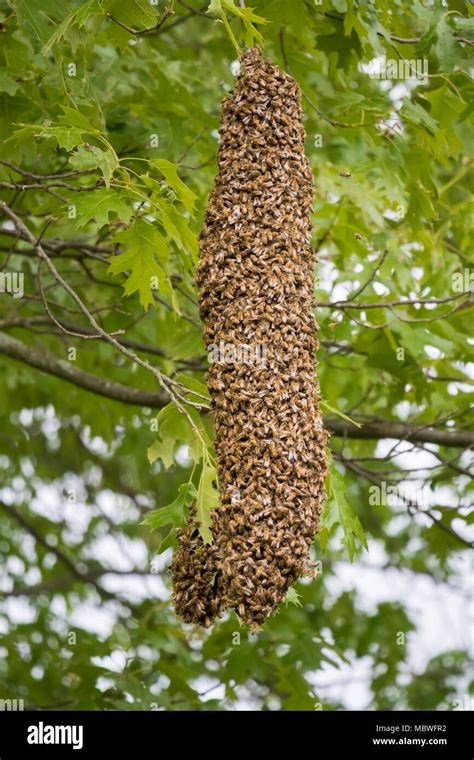 Honeybee Swarm Hanging On A Tree Limb Stock Photo Alamy