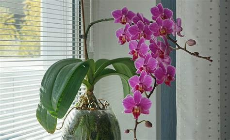 How To Care For Orchids The Home Depot