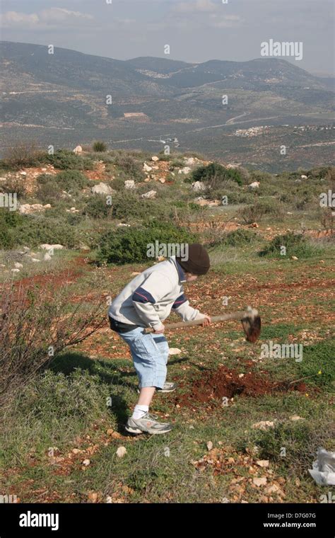 planting a tree on tu bishvat Stock Photo - Alamy