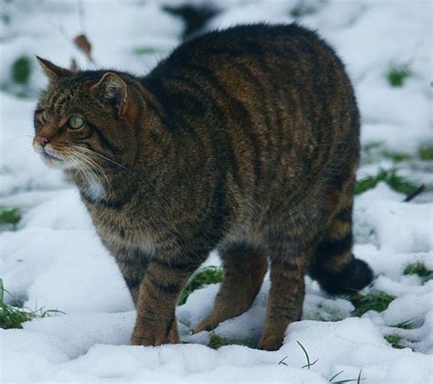 Numbering As Few As 35, Pure Scottish Wildcats Face Extinction Through ...