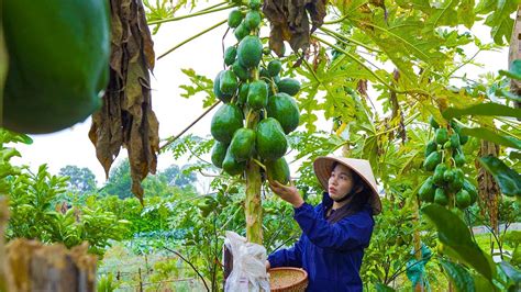 Harvesting Papaya Goes To Market Sell Harvesting And Cooking With My