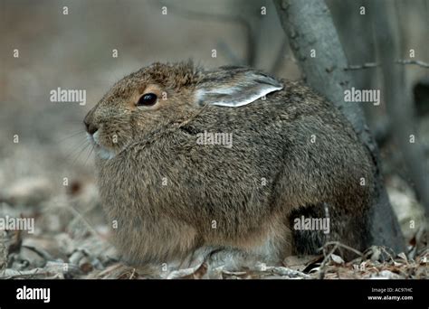 Snowshoe Hare Varying Hare Lepus Americanus Changing From Summer