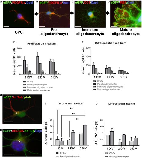 Frontiers Oligodendroglial Primary Cilium Heterogeneity During