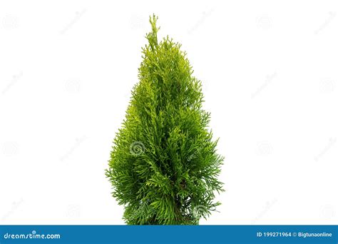 Thuja Occidentalis Smaragd Isolated On White Background With Clipping