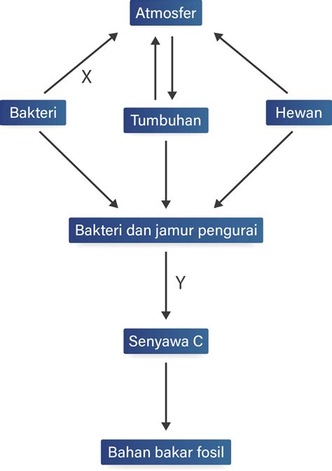 Perhatikan Daur Karbon Berikut Ini Seca