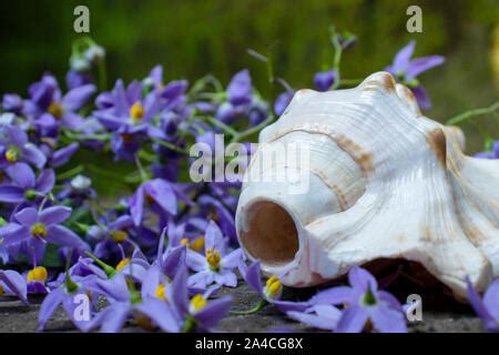 Indian Holy Conch Shell Shankha With Nightshade Flowers A Shankha Is