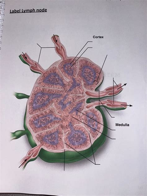 A Lymph Node Diagram Quizlet