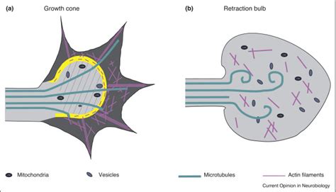 Pathophysiology Of Traumatic Brain Injury Physiopedia