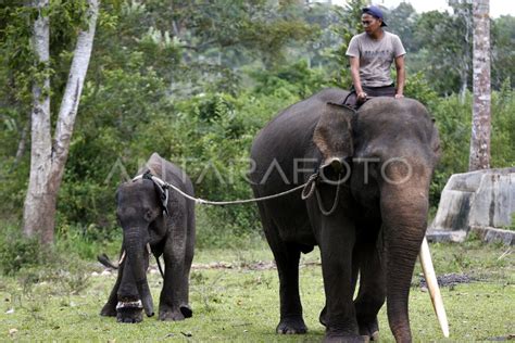 PENYELAMATAN GAJAH SUMATRA ANTARA Foto