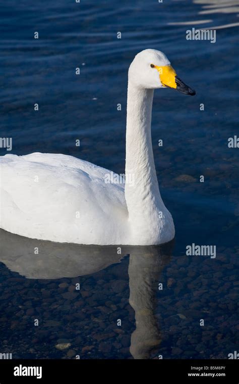 Cygne du lac kussharo Banque de photographies et d’images à haute ...