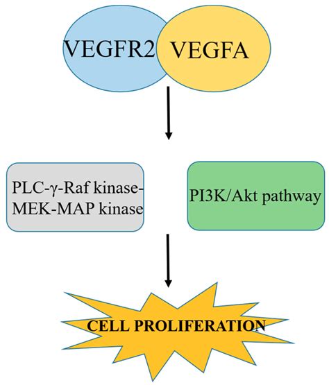 Nrp1 In Combination With Semaphorin Activates Vegf To Initiate Cancer