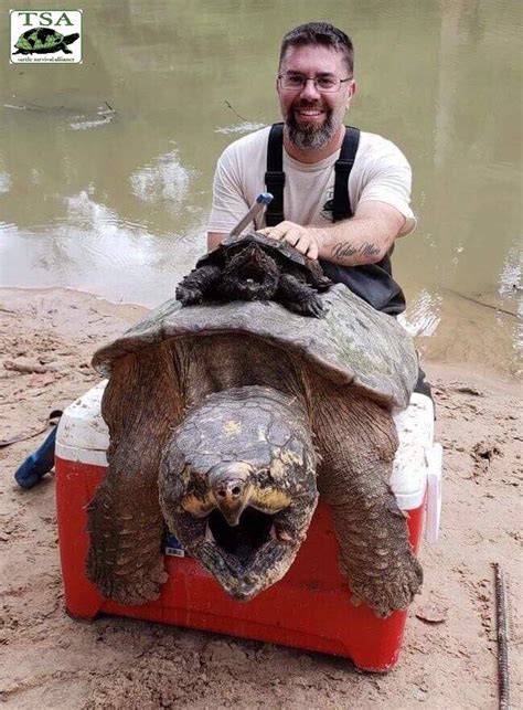 Alligator Snapping Turtle