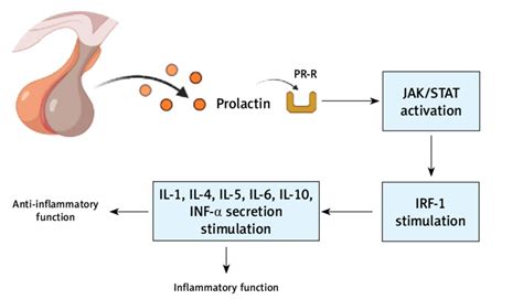 Prolactin Induced Production Of Cytokines Involving Jakstat Pathways